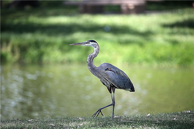 Why does a heron stand on one leg? Reasons, photos and videos