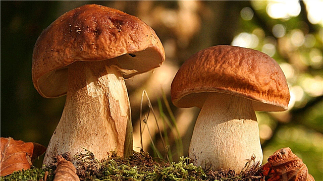 Os cogumelos mais úteis - lista, nomes, descrição, foto e vídeo