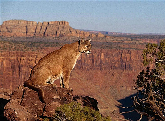 Interesting facts about the cougar - photos and video