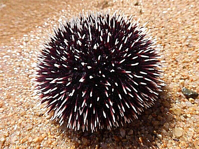 Sea urchins of the Mediterranean Sea - list, photos and video