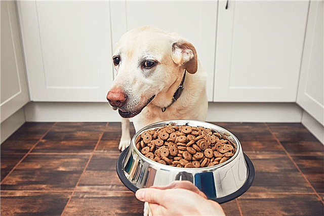 ¿Por qué el perro no come del tazón, sino de las manos?