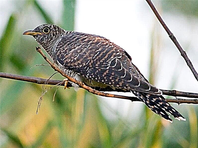 Interesting facts about cuckoos - description and video