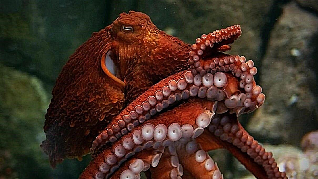 Il a été établi que les tentacules des pieuvres décident elles-mêmes où et comment elles se déplacent