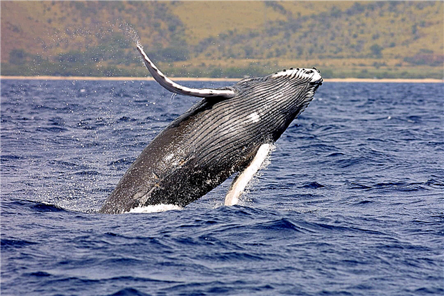 Biologists have learned how whales can sneak up on fish schools