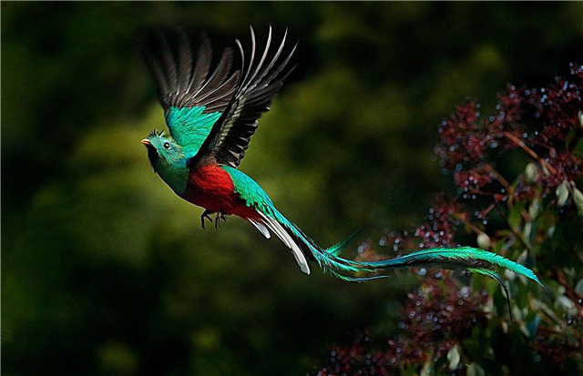 Las aves más inusuales del mundo: lista, descripción, foto y video