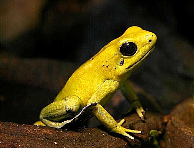 The most dangerous frogs - list, description, photo and video