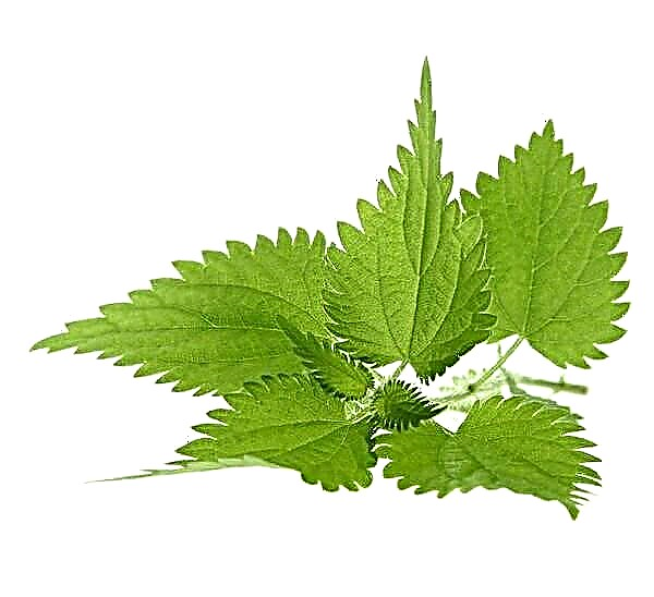 Why does nettle sting? Reasons to do, photo and video