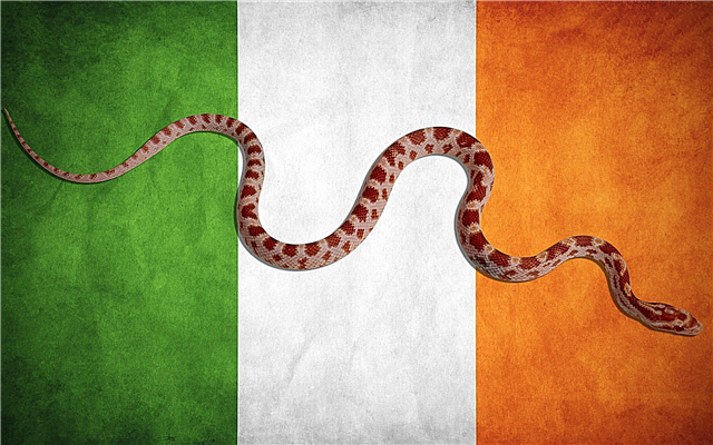 Por que não há cobras na Irlanda? Motivos, fotos e vídeos