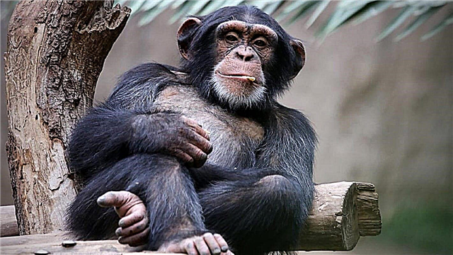 Waarom laten apen geen snor en baard groeien als we afstammen van een gemeenschappelijke voorouder?