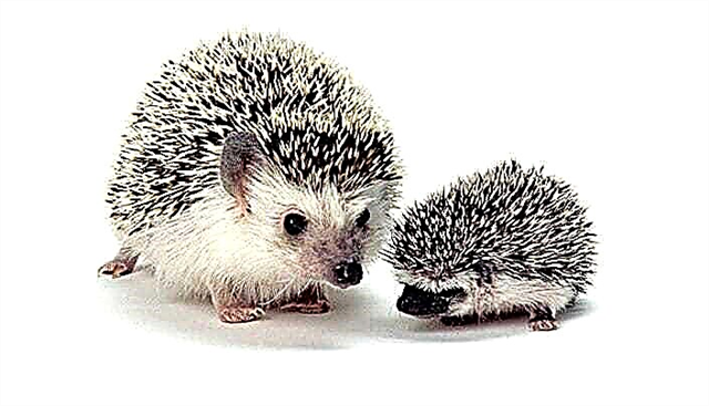 Do hedgehogs live in captivity?
