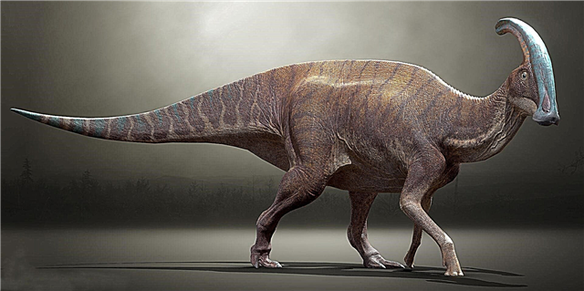 Wie lang waren Tag und Jahr während der Zeit der Dinosaurier? Beschreibung, Foto und Video