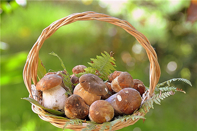 Wie Pilze pflücken? Beschreibung, Foto und Video