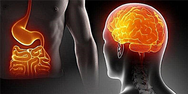 Wissenschaftler haben die gegenseitige Abhängigkeit zwischen dem großen Gehirn und dem langen Darm festgestellt