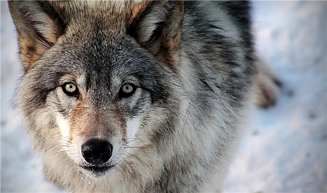 Ar visi šunys yra vilko porūšis?