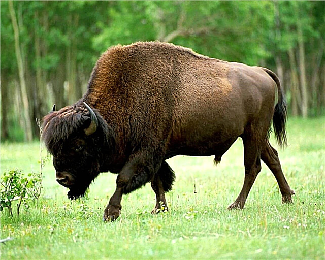 Bison - description, range, food, enemies, breeding, species, photos and videos