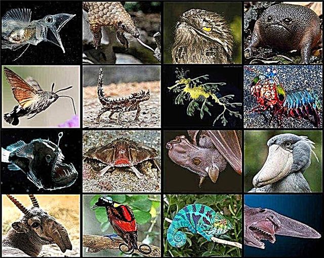 Dīvainākie dzīvnieki pasaulē - saraksts, vārdi, apraksts, fotogrāfijas un video