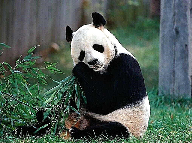 Is de panda een beer? Beschrijving, foto en video