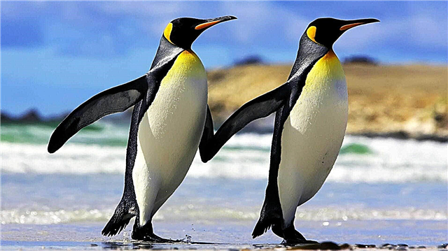 Pinguine - Beschreibung, Art, Reichweite, Nahrung, Fotos und Video