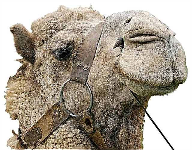Why do camels spit? Description, reasons, photos and videos