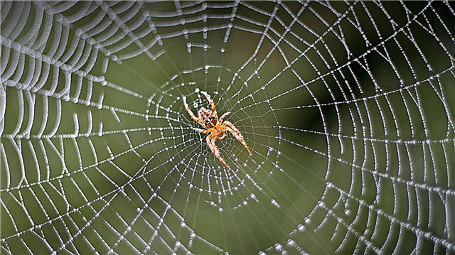 ¿Cómo cazan las arañas? Descripción, foto y video