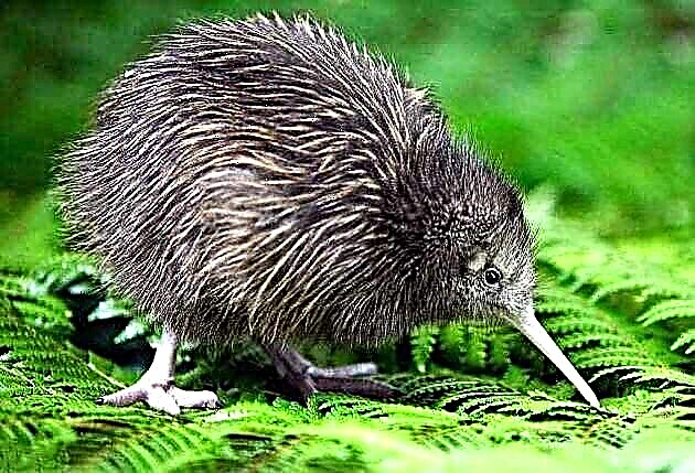 Kiwi bird - the building where it lives, wings, food, photos and video