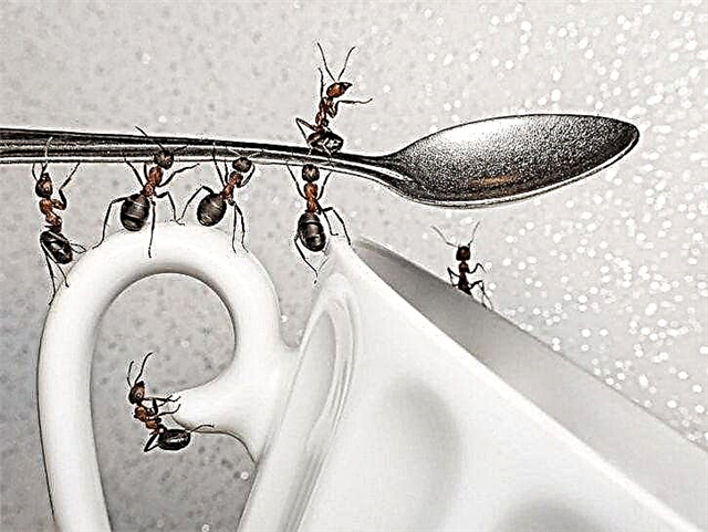Hoe kom je van mieren af? Manieren, beschrijving, foto's en video's