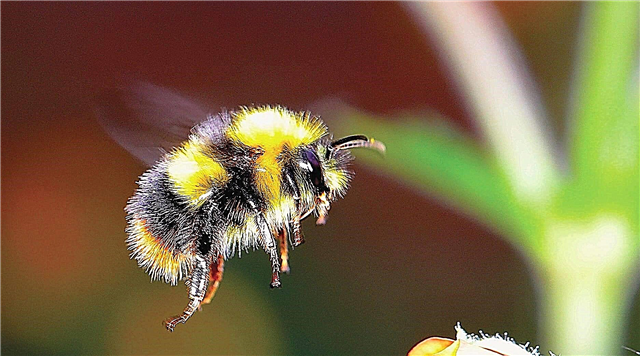 Bumblebee - description, range, food, species, breeding, enemies, photos and video