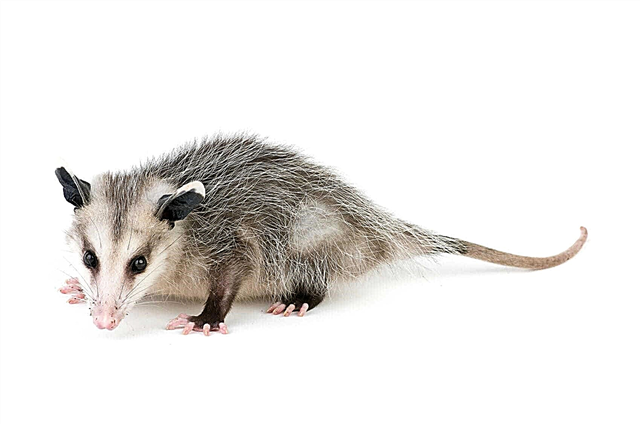 Warum geben Opossums vor, tot zu sein und welcher Vogel hat eine Brust wie ein Schwamm? Foto und Video