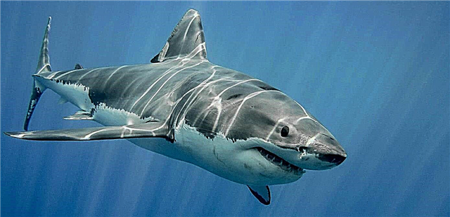 The largest sharks in the world - list, description, size, photo and video