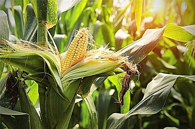 Why does corn not breed in the wild?