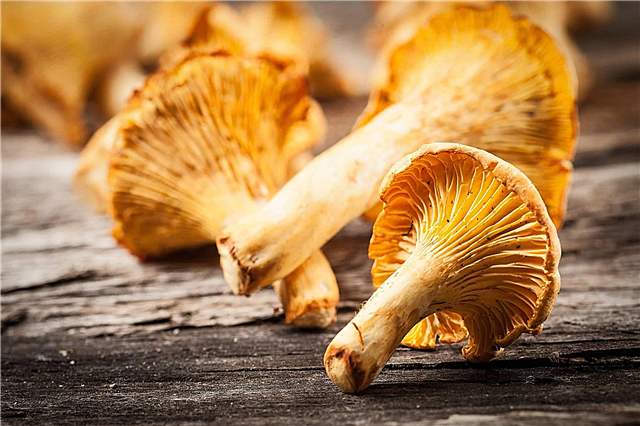 Why are chanterelle mushrooms called so?