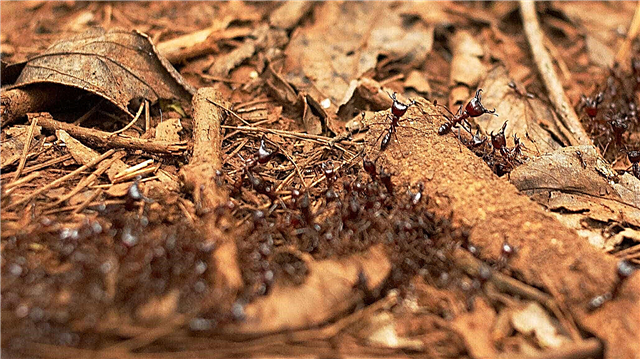 Ameisenhaufen - Schema, Gerät, Foto und Video