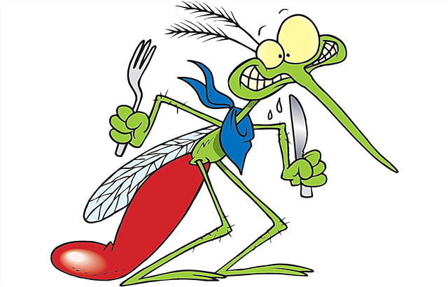 Por que os mosquitos picam e por que suas picadas coçam? Descrição, foto e vídeo