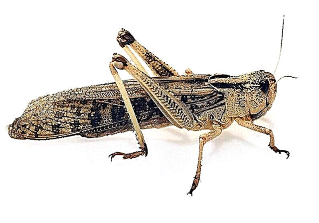 Locust pest or not? Description, photo and video