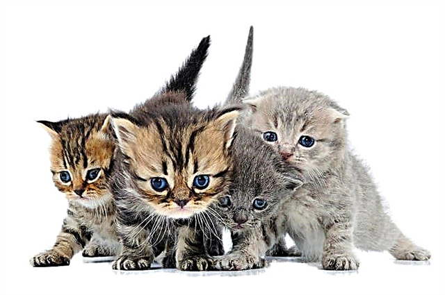 How to choose a kitten? Description, photo and video