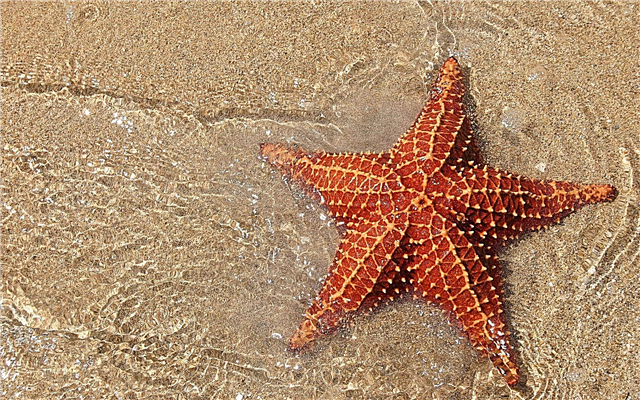 A Földközi-tenger tengeri csillag - lista, leírás, fénykép és videó