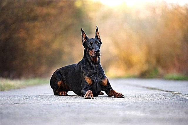 Top 5 breeds of dogs for protection: list, description, photo and video