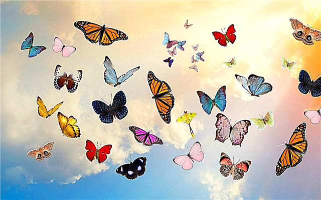 Mariposas coloridas - fatos interessantes, fotos e vídeo