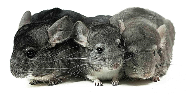 How does a chinchilla live at home?