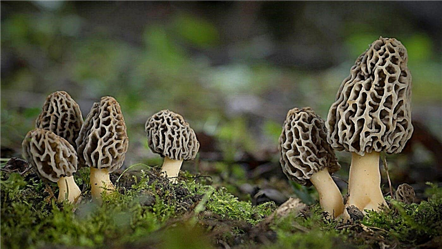 Cogumelos Morel - fatos interessantes