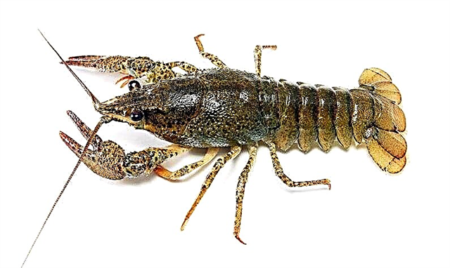 Where do crayfish hibernate?