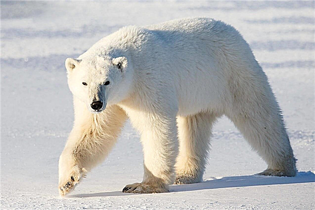 Prečo je ľadový medveď biely? Foto a video