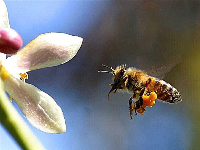 Hvordan laver bier honning? Beskrivelse, foto og video
