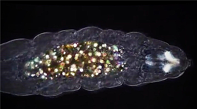 Ungewöhnliches regenbogenfarbenes Material im Magen eines Tardigraden