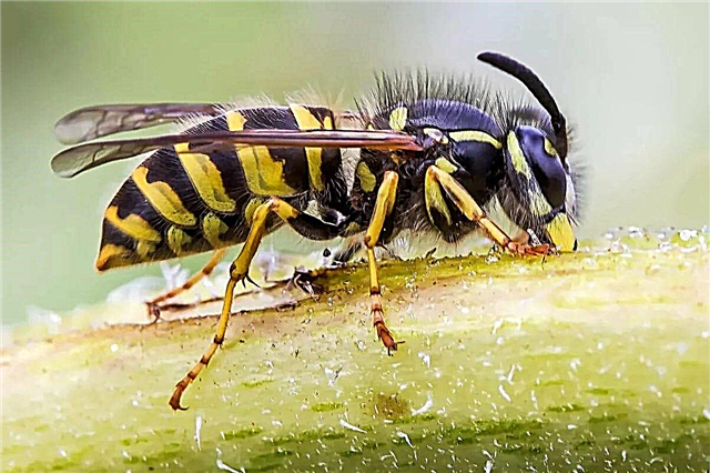 Wasp - description, photos, video, range, food, enemies, interesting facts