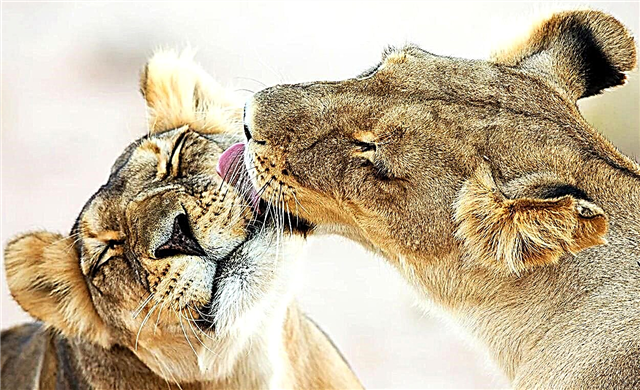 ¿Se besan los animales?